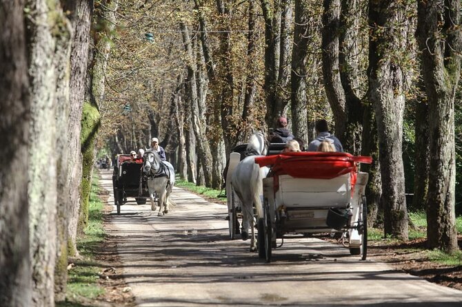 Private Carriage Ride in Vrelo Bosne Nature Park - The Great Alley ride: 3.5 km, about 3,000 trees, and a slow pace